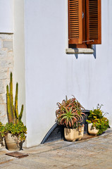 Window with shutters and plants
