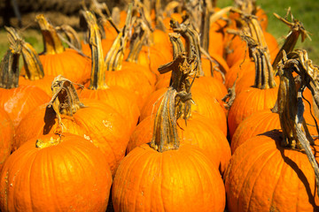 pumpkins fresh picked from the patch
