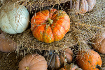 pumpkins and gourds fresh picked from the farm
