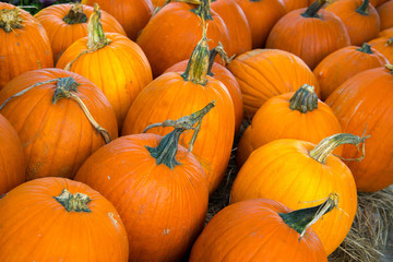 pumpkins fresh picked from the patch