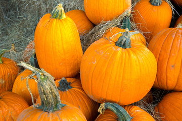 pumpkins fresh picked from the patch