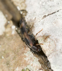 False darkling beetle, Orchesia fasciata on wood