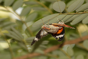 Butterflies mating