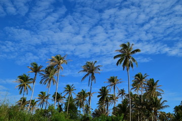 Fototapeta na wymiar Coconut Tree & Blue Sky