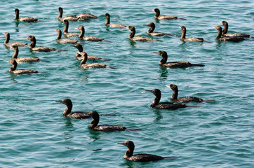 Little black cormorant - Water Birds
