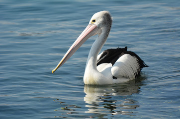 Fototapeta na wymiar Pelican - Water Birds