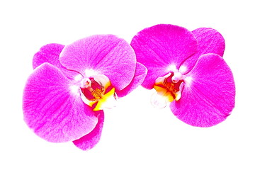 Fototapeta na wymiar pink flower orchid on white background