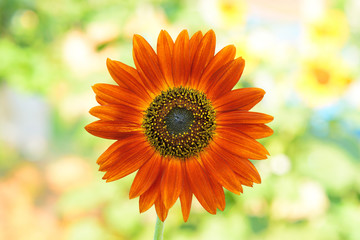 ..sunflower orange
