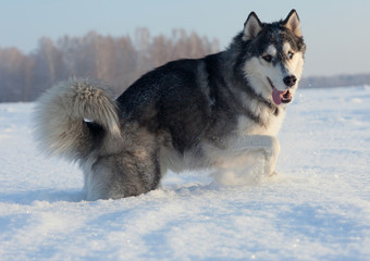 Male Husky