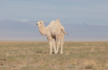 Small white camel