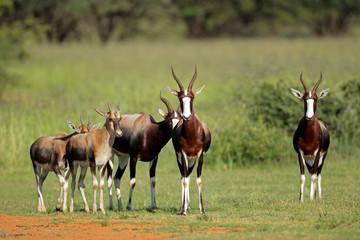 Naklejka na ściany i meble Bontebok antelopes
