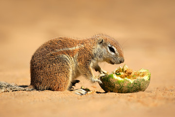 Feeding ground squirrel, Kalahari desert