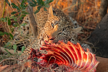 Naklejka premium Feeding leopard