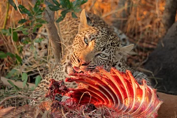 Foto op Canvas Feeding leopard © EcoView
