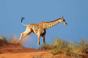 Giraffe on sand dune, Kalahari desert © EcoView