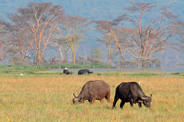 Grazing African buffaloes, Lake Nakuru National Park