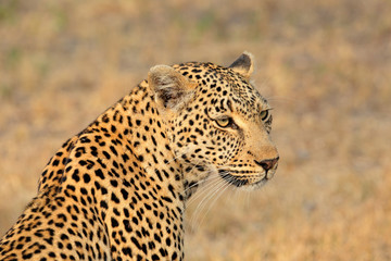 Naklejka premium Leopard portrait