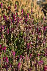 beautiful heather growing in the garden