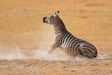 Fototapeta na wymiar Plains Zebra in dust, Amboseli National Park