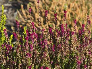 beautiful heather growing in the garden