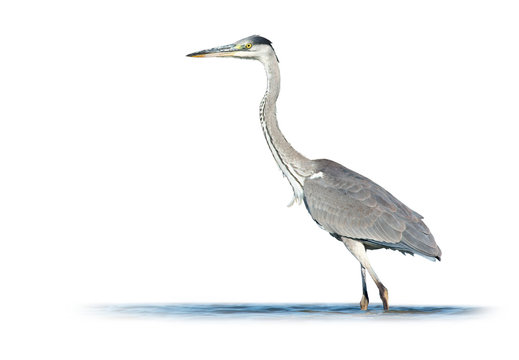 Grey Heron on White