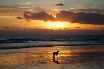 Dog in the water at sunset on Kuta beach in Bali, Indonesia