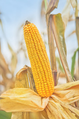 Ripe maize corn on the cob
