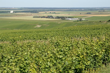 Vignoble champenois
