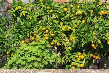 Fototapeta na wymiar Low mandarin trees with ripe fruits. horizontal
