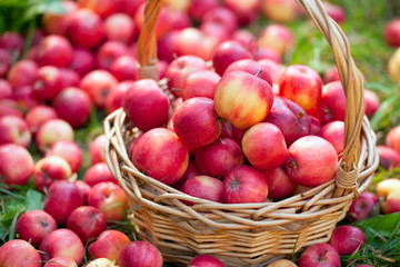 Organic apples in the basket on green grass