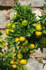 Ripe tangerines on a branch close-up vertical