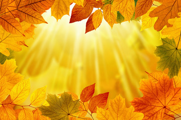 Fall background