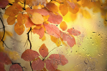 Fall background