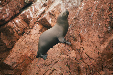 Obraz premium Seal, Ballestas islands in Paracas