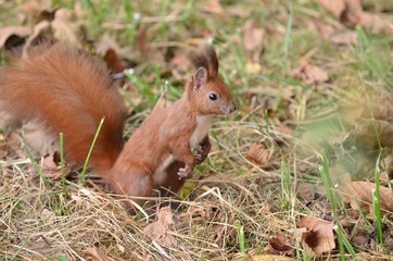 Naklejka na ściany i meble Red funny squirrel on the ground, searching fot nuts in autumn season