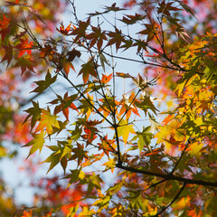 Autumn colorful leaves