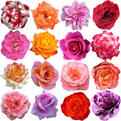 Fototapeta premium The Big Set of roses blooms