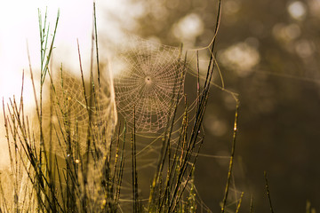 Im Netz der Spinne