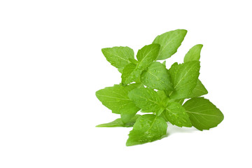 Basil isolated on a white background