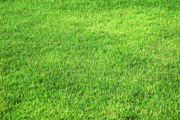 Green grass texture