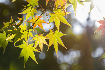 Autumn colorful leaves