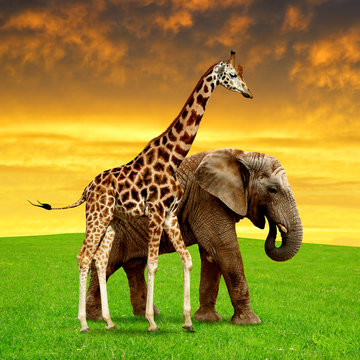 giraffe with elephant in the sunset
