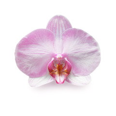 Naklejka na ściany i meble Beautiful pink orchid branch isolated on white background