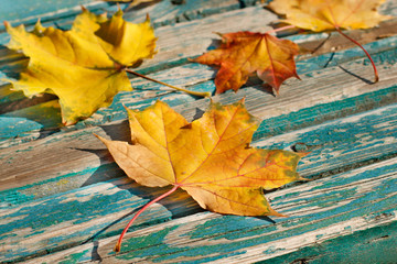 Autumn yellow Leaves on bench