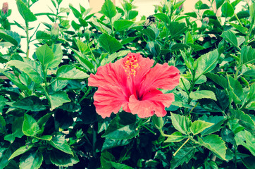 Hibiscus rosa-sinensis