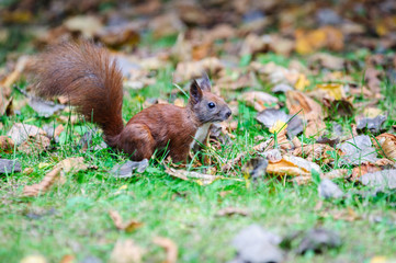 European red squirrel - autumn coloration