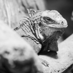 Iguana