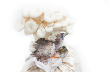 Closeup fresh Phoenix mushroom or Indian Oyster in a mushroom