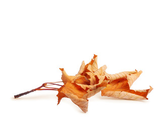 Fototapeta premium Dried autumn leaves isolated on white background