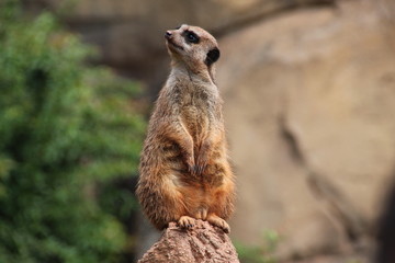 Suricata suricatta